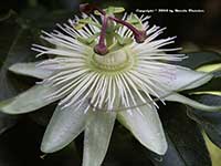 Passiflora Constance Elliot, Constance Elliot Passion Vine