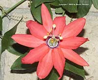 Passiflora Coral Sea, Coral Sea Passion Vine