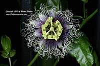Passiflora edulis, Passion Fruit Vine