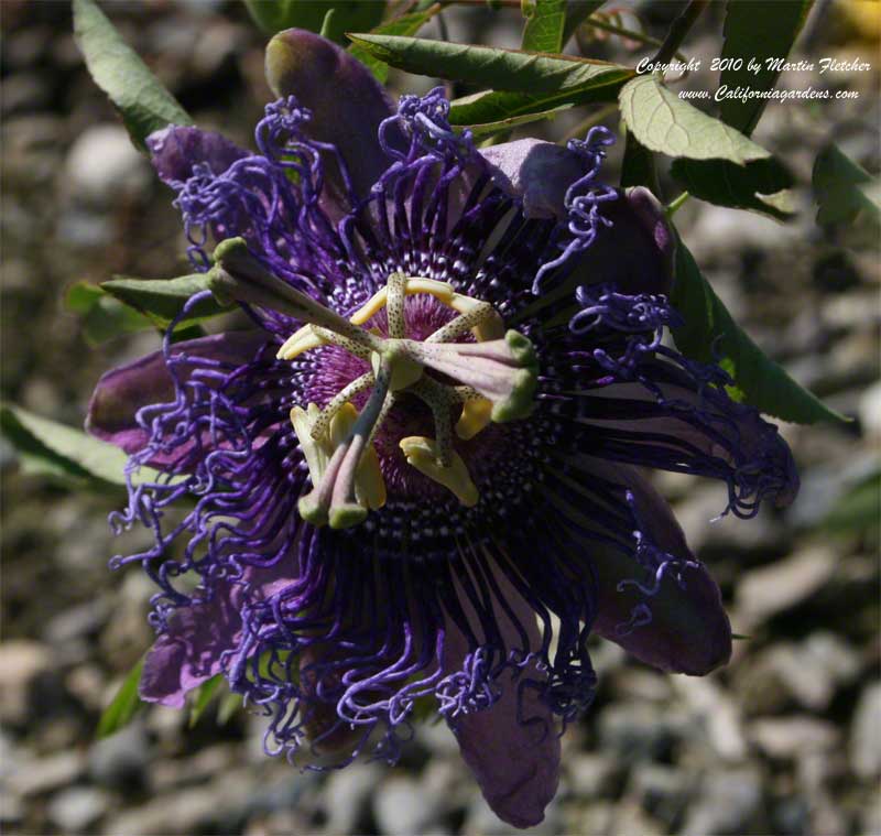 Passiflora Incense, Incense Passion Flower