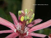 Passiflora sanguinolenta, Blood Red Passion Vine