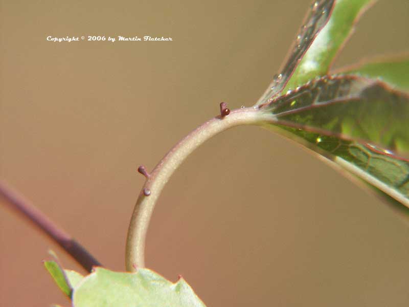 Passion Vine Egg Mimic