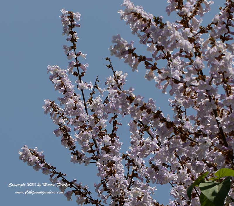 Paulonia kawakamii, Sapphire Dragon Tree