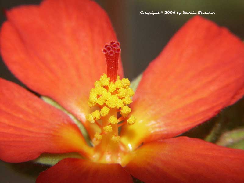 Pavionia missionum, Red Mallow