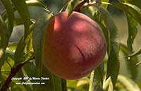 Peach May Pride