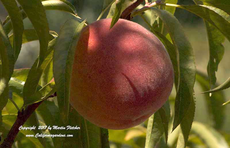 May Pride Peach