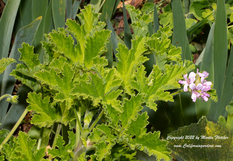 Pelargonium capitatum Attar of Roses, Rose Scented Geranium