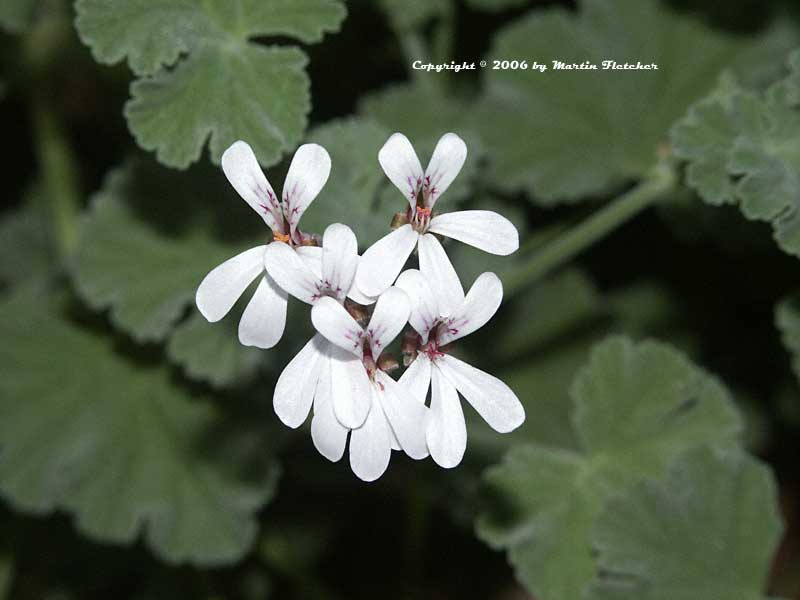 Pelargonium fragrans, Nutmeg Geranium