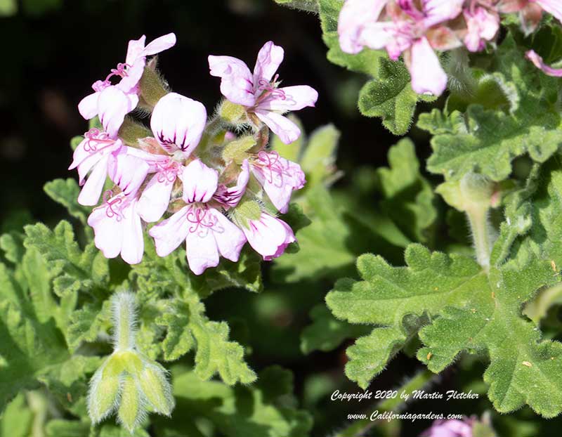 Pelargonium graveolens, Rose Geranium