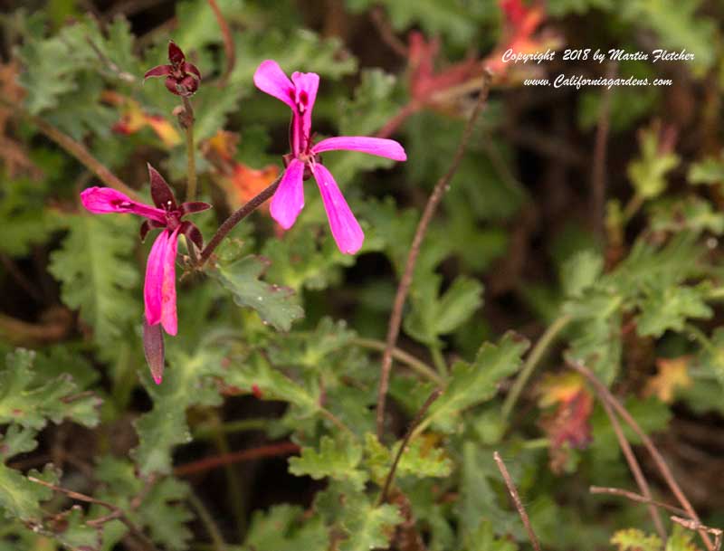 Pelargonium ionidiflorum, Celery Scented Geranium