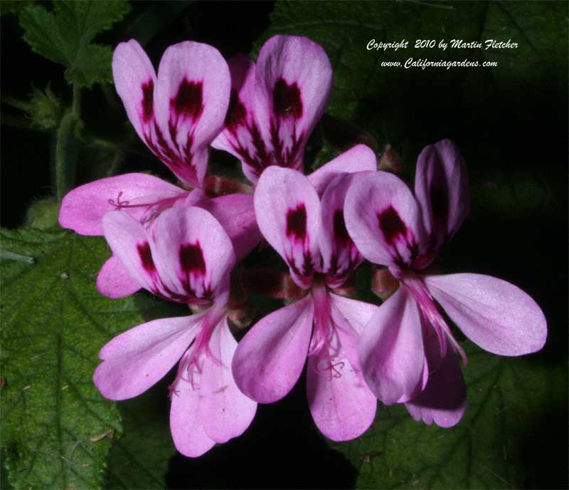 Pelargonium quercifolium, Oakleaf Geranium