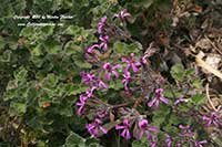 Pelargonium sidoides gloriana, Pelargonium reniforme, Pink Silverleaf Geranium