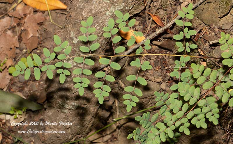 Pellaea andromedifolia, Coffee Fern