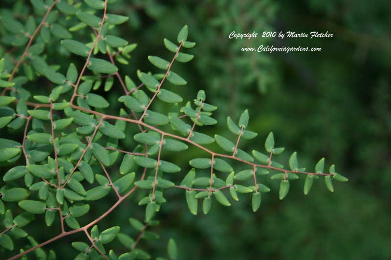 Pellaea andromedifolia, Coffee Fern