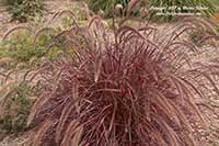 Pennisetum Fireworks, Fireworks Fountain Grass