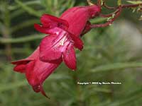 Penstemon Firebird, Firebird Beard Tongue