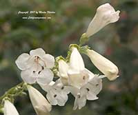 Penstemon Holly's White, Holly's White Beard Tongue
