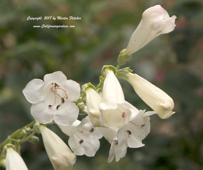 Penstemon Holly's White