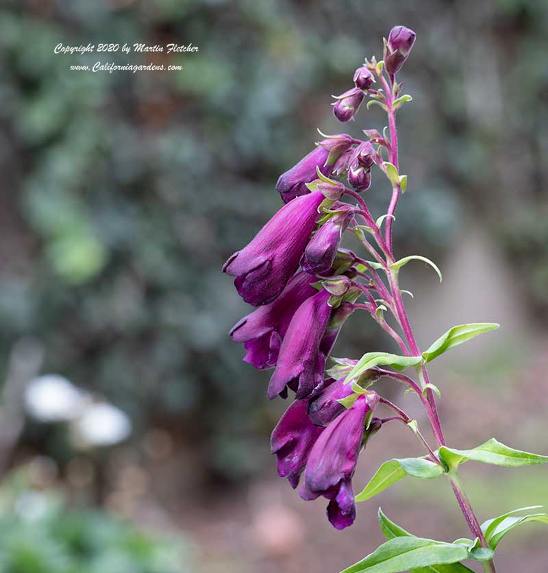 Penstemon Raven