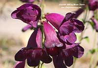 Penstemon Raven, Raven Beard Tongue