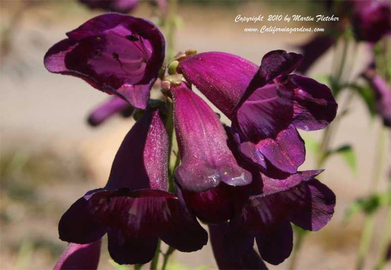 Penstemon Raven