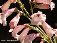 Penstemon Apple Blossom, Apple Blossom Beard Tongue