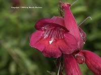 Penstemon Burgundy Brew, Burgundy Brew Beard Tongue