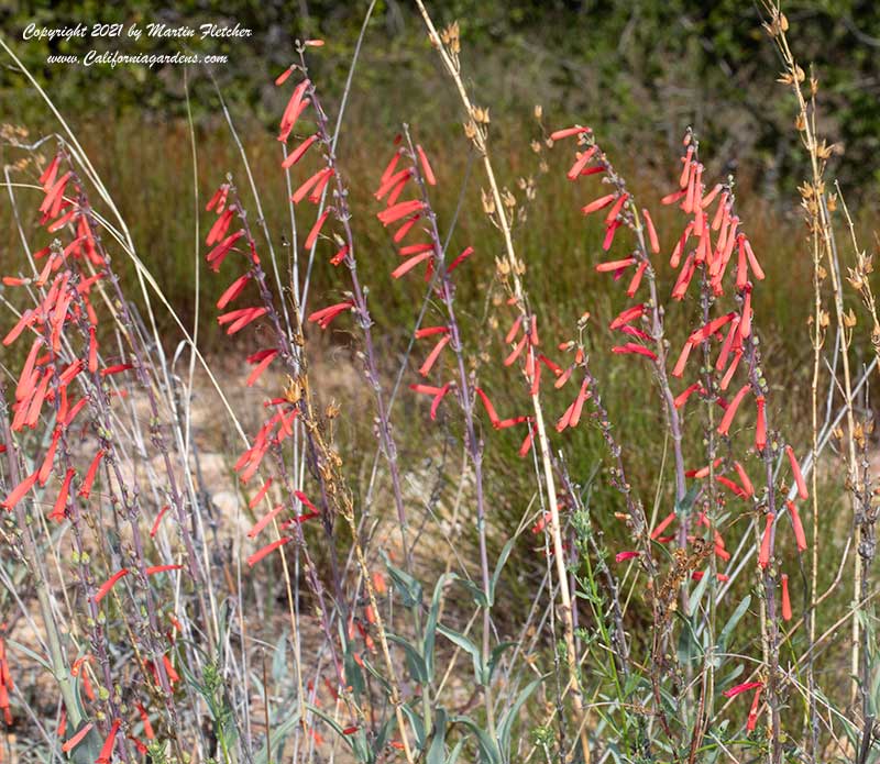 Penstemon centrathifolius, Scarlet Bugler