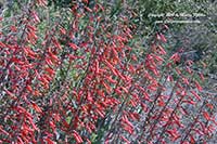 Penstemon centranthifolius, Scarlet Bugler