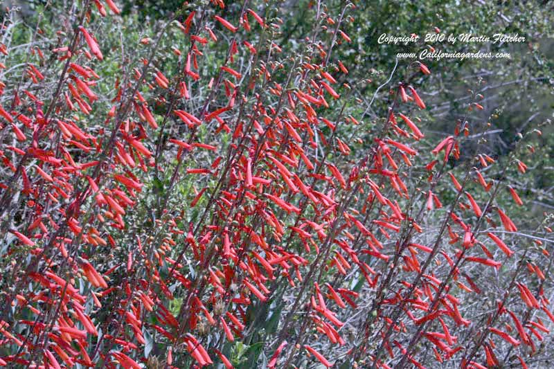 Penstemon centrathifolius, Scarlet Bugler