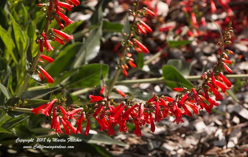 Penstemon eatonii, Firecracker Penstemon