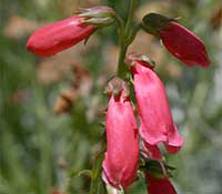 Penstemon Evelyn, Evelyn Beard Tongue