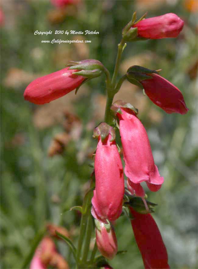 Penstemon Evelyn