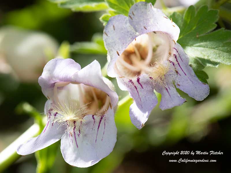 Penstemon grinnellii, Grinnell's Penstemon