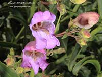Penstemon grinnellii, Grinnell's Penstemon