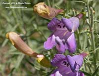 Penstemon heterophyllus, Foothill Penstemon