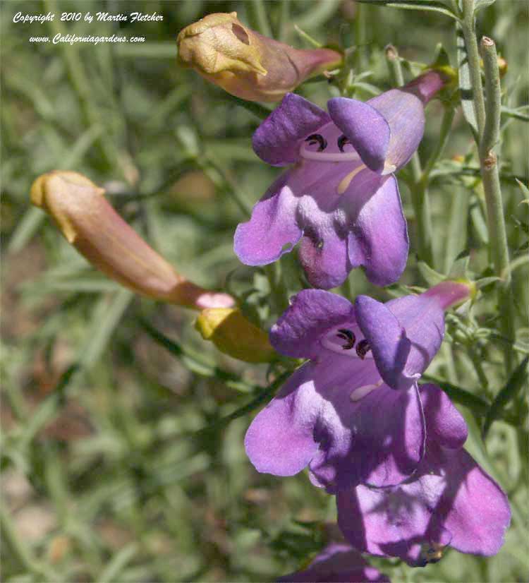 Penstemon heterophyllus, Foothill Penstemon