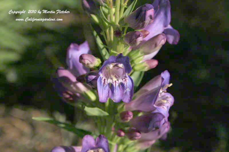 Penstemon Margarita BOP