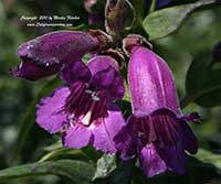 Penstemon Midnight, Midnight Beard Tongue