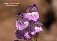 Penstemon palmeri, Palmer's Penstemon