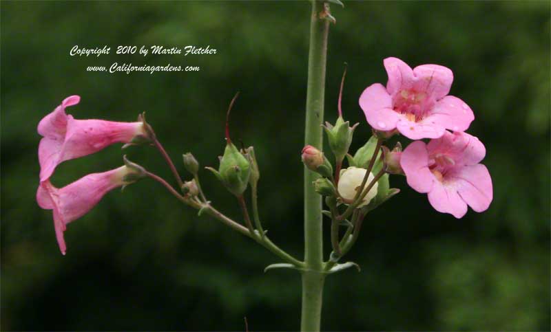 Penstemon parryi, Parry's Penstemon, Desert Penstemon