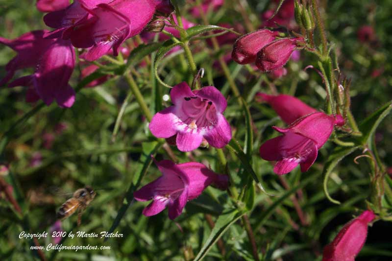 Penstemon Red Rocks