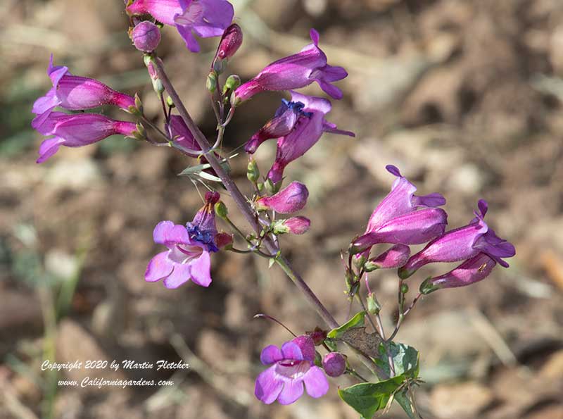 Penstemon specabilis, Showy Penstemon