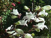 Penstemon cobaea, Purple Beard Tongue