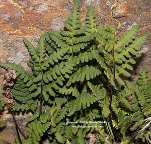 Pentagramma triangularis, Goldback Fern