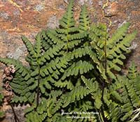 Pentagramma triangularis, Gold Back Fern