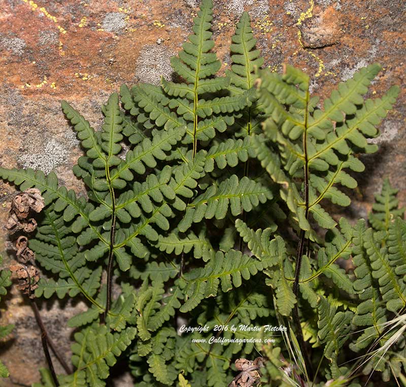 Pentagramma triangularis, Goldback Fern