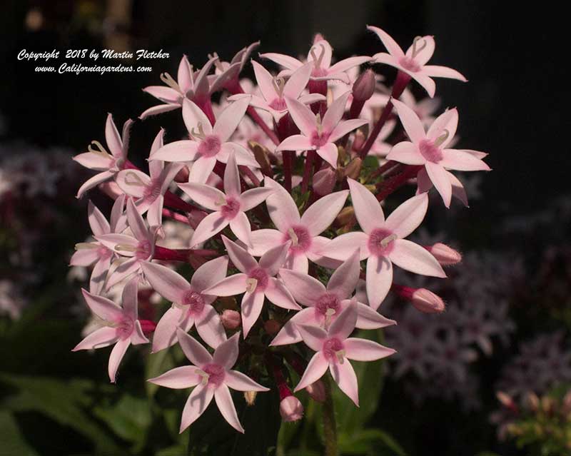 Pentas lanceolata Kaleidoscope Appleblossom