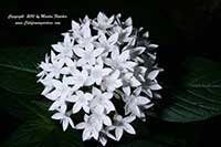 Pentas lanceolata Butterfly White, Butterfly White Star Clusters