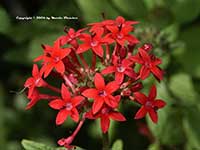 Pentas lanceolata Red, Red Star Clusters